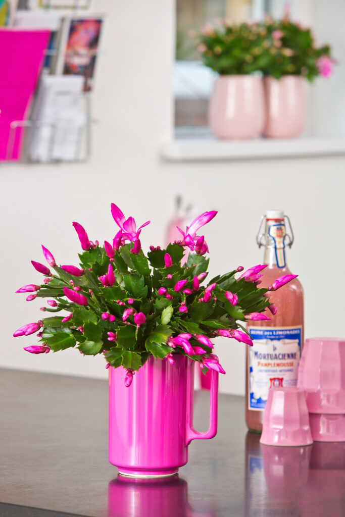 IMG_20121213_113253_1