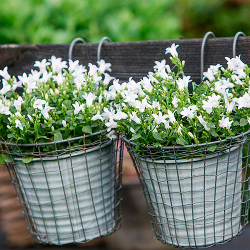 CampanulaOcean500x500