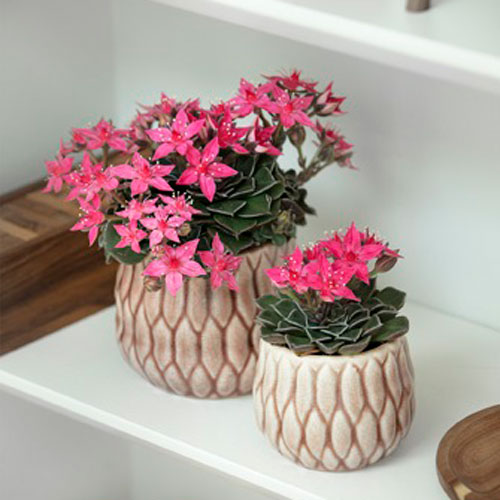 GraptopetalumBellumTacitus500x500