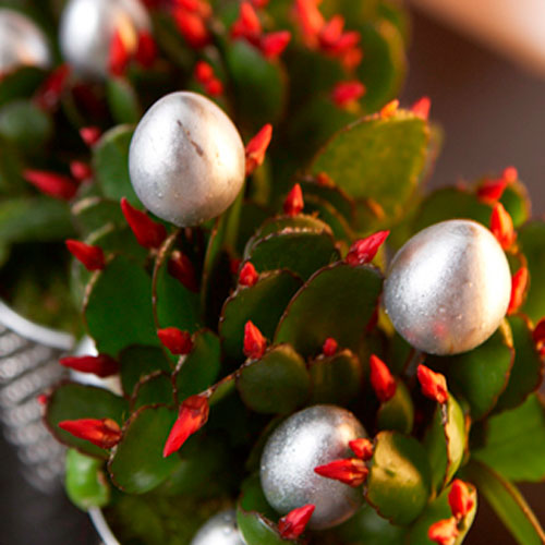 RhipsalidopsisThor500x500