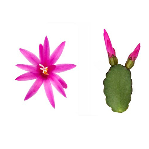 kva_Thor_-erica_blomst-og-knob