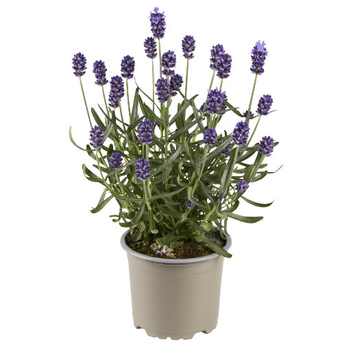 Valensole_PL 2